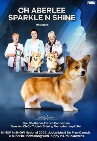 Welsh Corgi (Pembroke) for sale by TOOSHORT