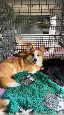 Welsh Corgi (Pembroke) for sale by TOOSHORT