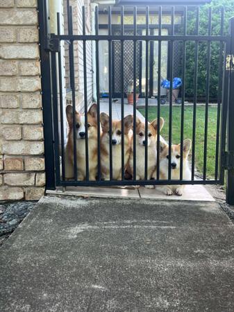 Welsh Corgi (Pembroke) for sale by TOOSHORT