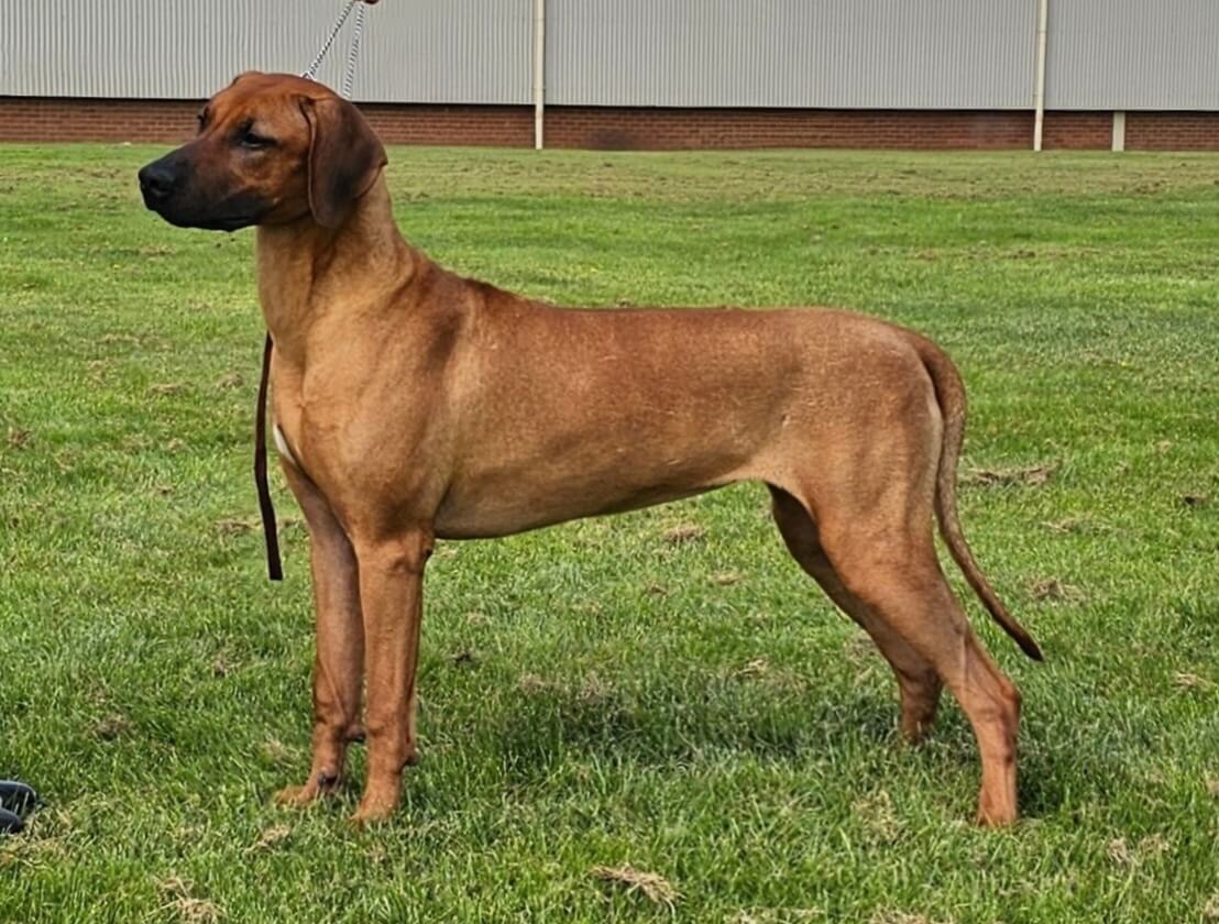 Shakuru Rhodesian Ridgebacks Zenridge Princess Aurora Rhodesian Ridgeback - Owned by Miss M Howell