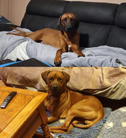 Rhodesian Ridgeback puppy for sale by OTESHA