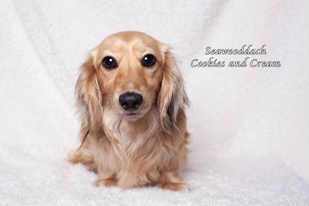 Dachshund (Miniature Long Haired) for sale by ALEYA