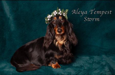 Dachshund (Miniature Long Haired) for sale by ALEYA