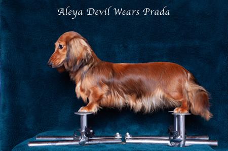 Dachshund (Miniature Long Haired) for sale by ALEYA