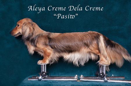 Dachshund (Miniature Long Haired) for sale by ALEYA