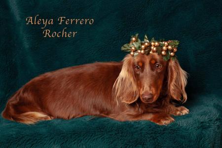 Dachshund (Miniature Long Haired) puppy for sale by ALEYA
