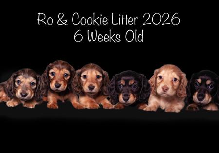 Dachshund (Miniature Long Haired) puppy for sale by ALEYA