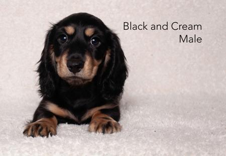 Dachshund (Miniature Long Haired) puppy for sale by ALEYA