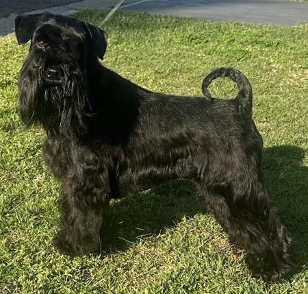 Schnauzer (Miniature) puppy for sale by MOUSE