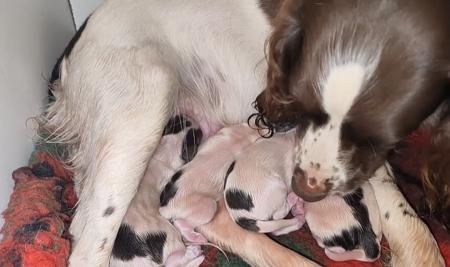 English Springer Spaniel puppy for sale by BIGGLES