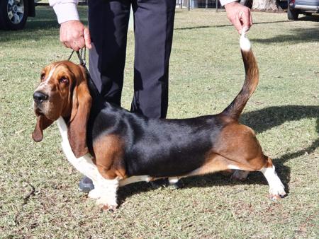 Basset Hound for sale by FUDETA