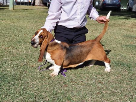 Basset Hound for sale by FUDETA