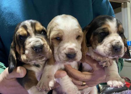 Basset Hound for sale by FUDETA