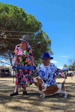 Basset Hound for sale by FUDETA