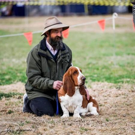 Basset Hound for sale by FUDETA