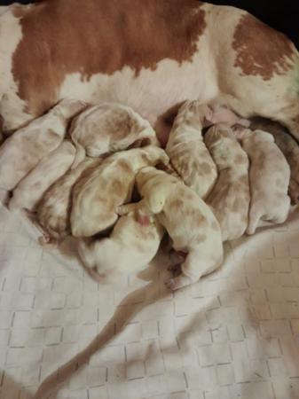 Basset Hound puppy for sale by FUDETA