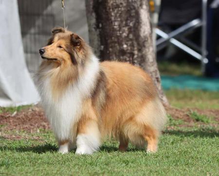 Shetland Sheepdog for sale by SHELTRUE