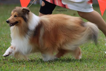 Shetland Sheepdog for sale by SHELTRUE