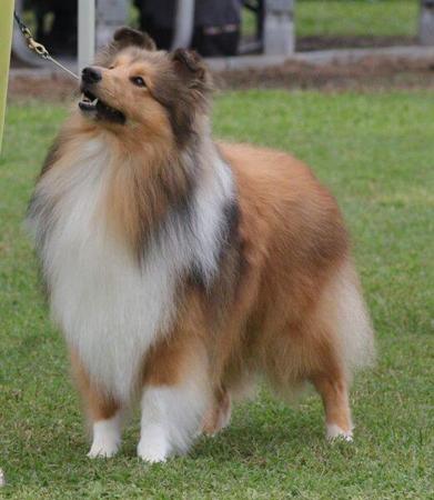 Shetland Sheepdog for sale by SHELTRUE