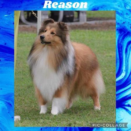 Shetland Sheepdog for sale by CRUZ
