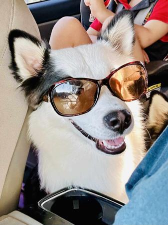 Yakutian Laika for sale by CELTICPRYDE