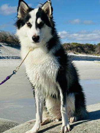 Yakutian Laika for sale by CELTICPRYDE