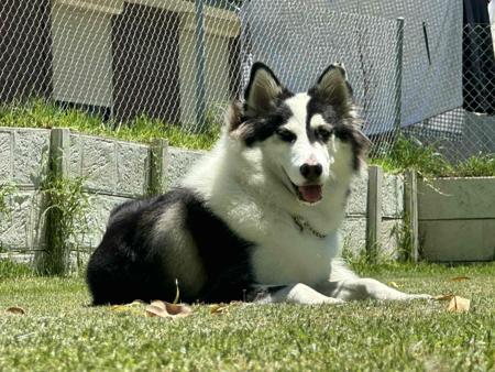 Yakutian Laika for sale by CELTICPRYDE