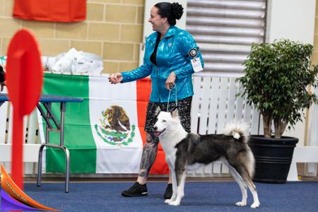 Yakutian Laika for sale by CELTICPRYDE