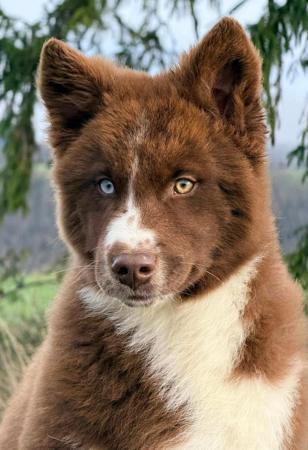 Yakutian Laika for sale by CELTICPRYDE