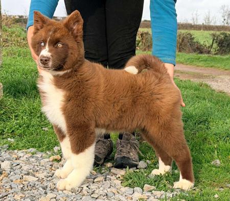 Yakutian Laika for sale by CELTICPRYDE