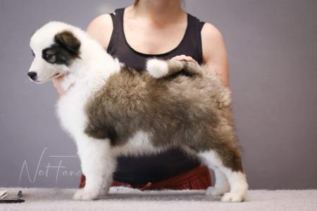 Yakutian Laika for sale by CELTICPRYDE