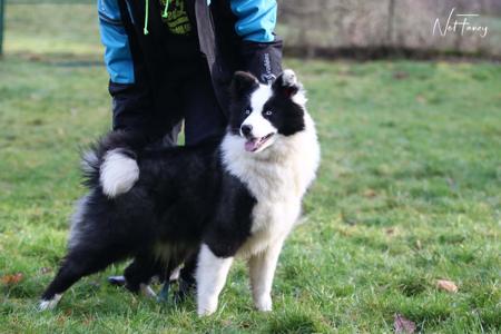 Yakutian Laika for sale by CELTICPRYDE