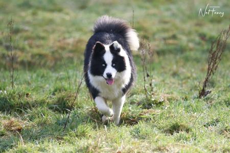 Yakutian Laika for sale by CELTICPRYDE