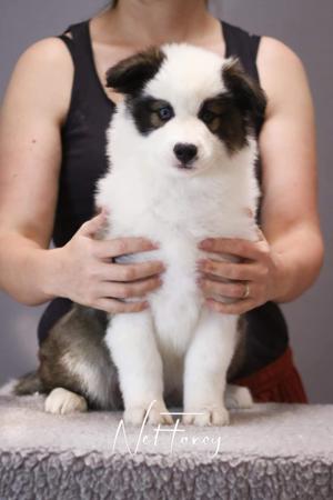 Yakutian Laika for sale by CELTICPRYDE