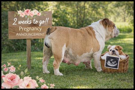 British Bulldog puppy for sale by CELTICPRYDE