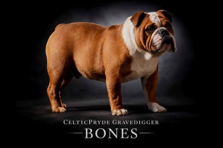 British Bulldog for sale by CELTICPRYDE
