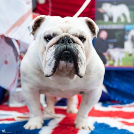 British Bulldog for sale by CELTICPRYDE