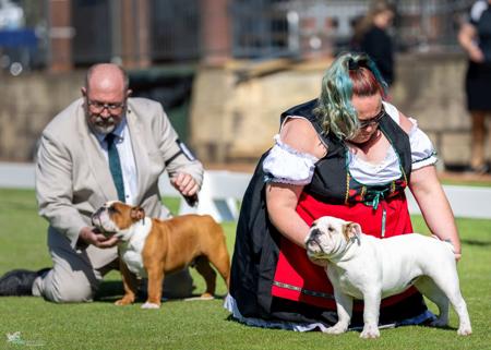 British Bulldog for sale by CELTICPRYDE