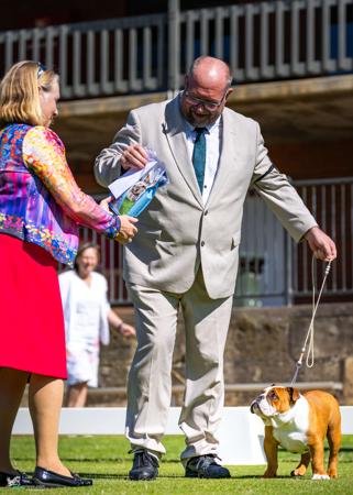 British Bulldog for sale by CELTICPRYDE