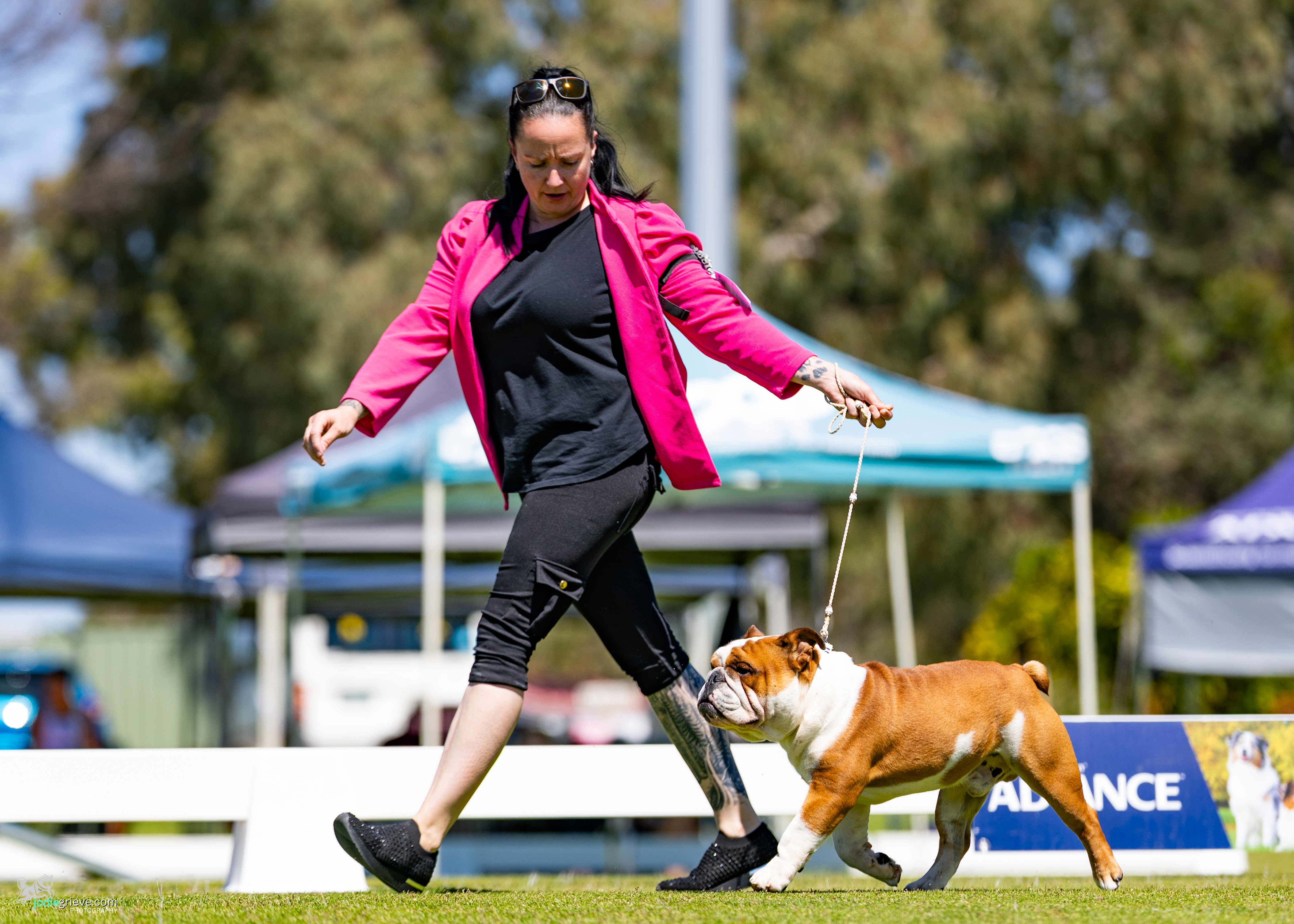 British Bulldog for sale by CELTICPRYDE