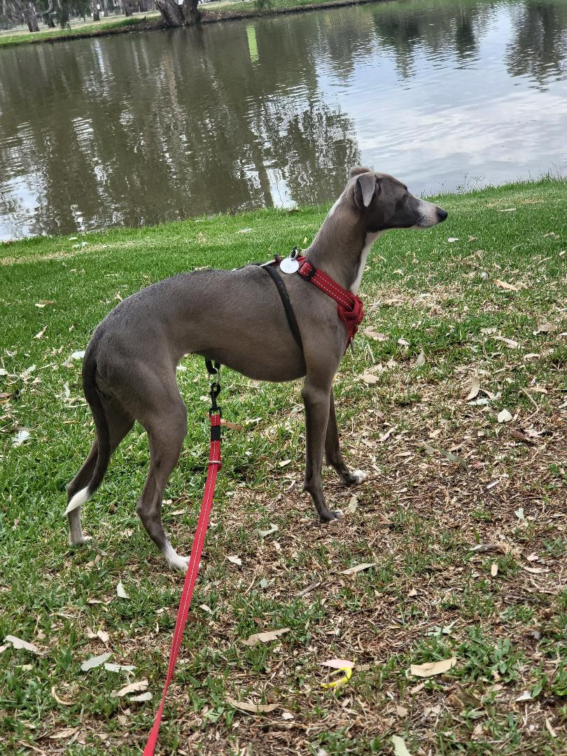 Mentoobe Blue Haze Italian Greyhound Owned by Jennifer Phillips