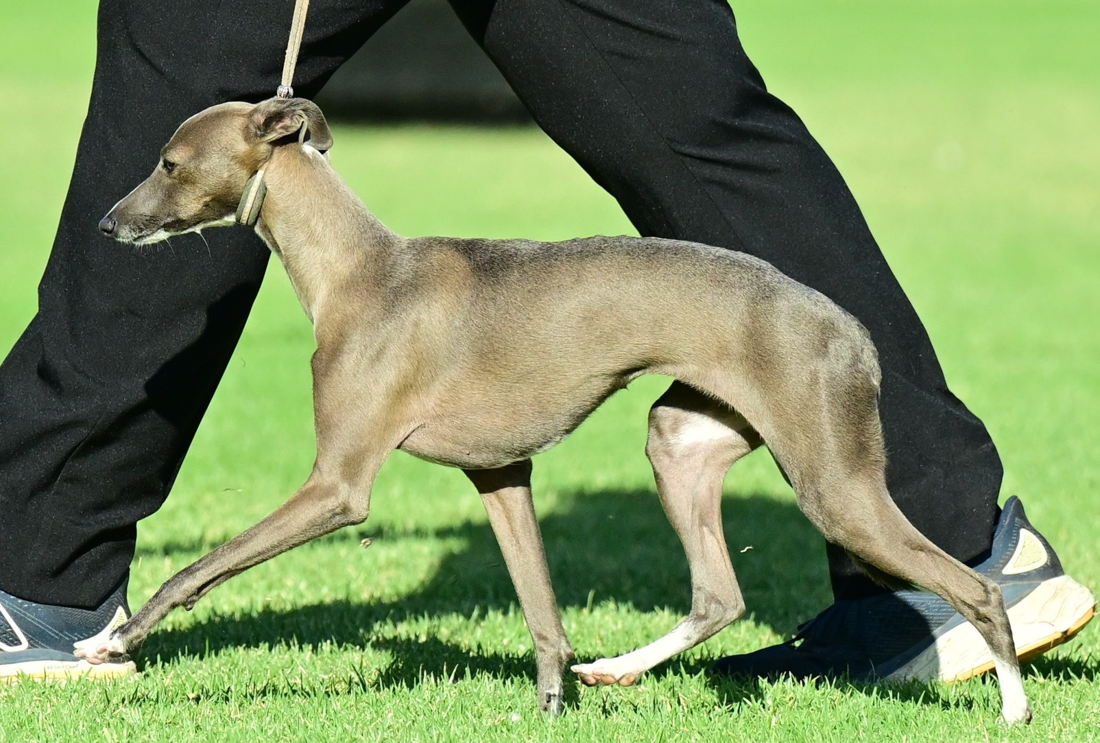 Mentoobe Blue Haze Italian Greyhound Owned by Jennifer Phillips