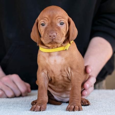 Hungarian Vizsla Puppies from ELETFEN | Jan 2026