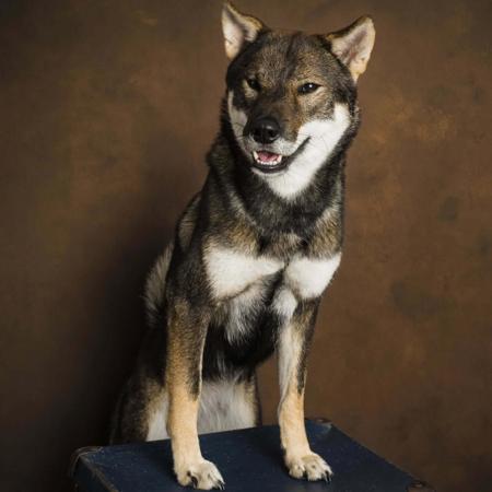 Shikoku for sale by KANTAROSOU