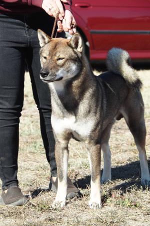 Shikoku for sale by KANTAROSOU