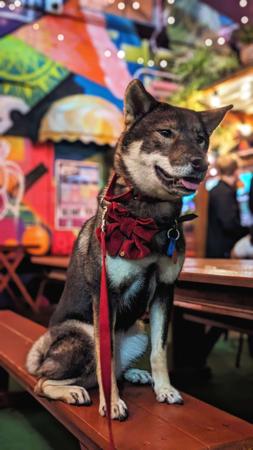 Shikoku for sale by KANTAROSOU