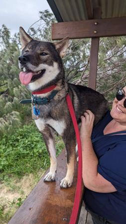 Shikoku for sale by KATYJ23