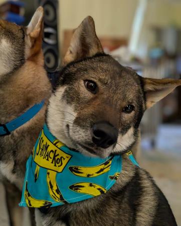 Shikoku for sale by KANTAROSOU