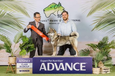 Shikoku for sale by KANTAROSOU