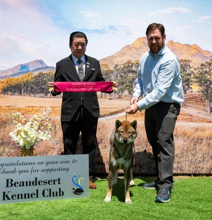 Shikoku for sale by KANTAROSOU